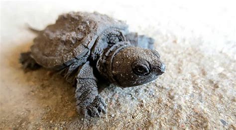 Largest selection of Snapping Turtles For Sale in US & Canada. Buy from a variety of Snapping Turtle breeders. 